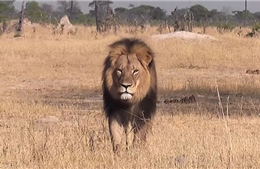 Lộ diện tên thợ săn giết "Vua sư tử" Cecil