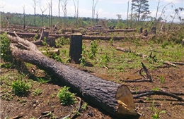 Bình Định phát hiện 43 hecta rừng tự nhiên bị xóa sổ