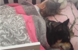 Video chó đắp chăn ngủ cùng bé gái gây sốt