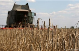 Ukraine trở thành “vựa lúa” lớn nhất của Trung Quốc 