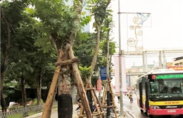 Thay thế cây xanh trên đường Nguyễn Chí Thanh