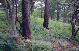 Liên tiếp xảy ra tình trạng phá rừng thông phòng hộ tại Đắk Nông 