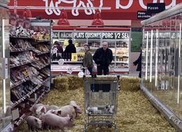 Doanh nghiệp chế biến Pháp "tẩy chay" thịt lợn trong nước