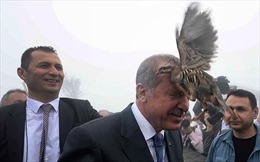 Tổng thống Thổ Nhĩ Kỳ bị gà nhảy lên đầu
