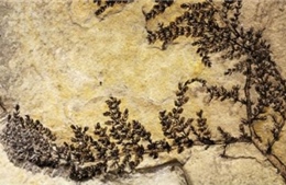 Phát hiện mới về loài cây có hoa đầu tiên trên thế giới