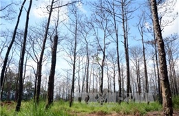 Khởi tố 2 vụ phá rừng làm rẫy ở Đắk Song