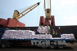 Giấy phép xuất khẩu “trói chân” ngành sản xuất lúa gạo 