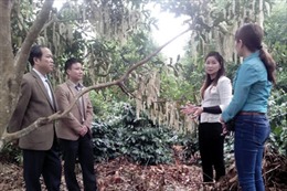 Tiềm năng phát triển cây mắc ca ở Sơn La