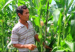 Hỗ trợ nông dân Khmer thoát nghèo