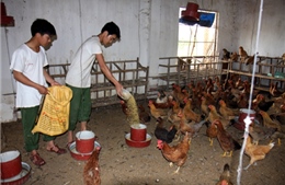 Siết nhập khẩu thịt gà để ổn định chăn nuôi 