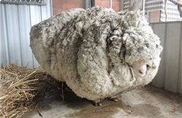 Chú cừu có bộ lông khủng lập Kỷ lục Guinness