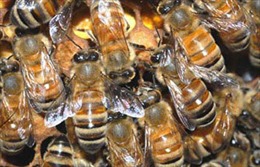 Cấp cứu 5 người bị ong rừng đốt tại Lai Châu
