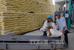 Xuất khẩu gạo sẽ khả quan vào những tháng tới 