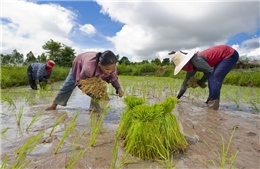 Thái Lan kêu gọi nông dân dừng trồng lúa