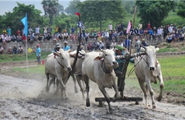 Tưng bừng Lễ hội đua bò  Bảy Núi An Giang năm 2015