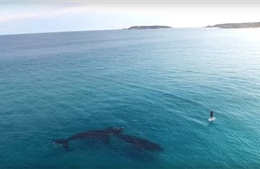 Lướt ván SUP cùng cá voi ở Australia