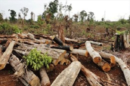 Đắk Nông: Nạn phá rừng tăng đột biến