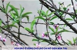 Hoa đào vùng cao Lào Cai nở giữa mùa thu