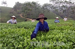 Không có dư lượng thuốc bảo vệ thực vật trong chè Phú Thọ
