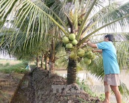 Không nên trồng dừa trên các tuyến đường TP.HCM