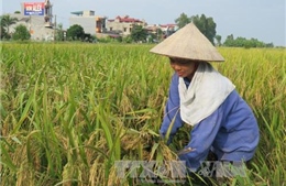 Cần tránh "đầu cơ" trong kinh doanh lúa gạo 