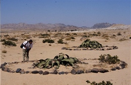 Cây bách lan - “Hóa thạch sống” của Angola