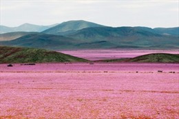 Sắc hồng cẩm quỳ phủ kín sa mạc khô cằn nhất thế giới