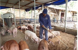 Tiền Giang xử phạt 20 hộ nuôi lợn sử dụng chất cấm