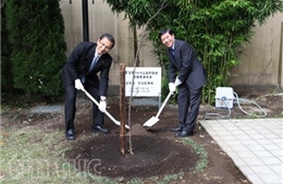 Lễ trồng cây hoa anh đào tại sứ quán Việt Nam ở Nhật Bản