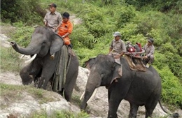 Indonesia huấn luyện voi chữa cháy rừng