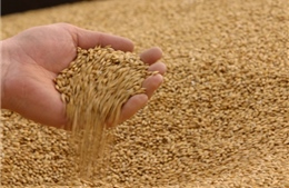 Việt Nam sẽ tạm ngừng nhập khẩu lúa mì từ Ukraine