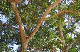 Cây đa cổ ở Hà Tĩnh được công nhận cây di tích lịch sử văn hóa