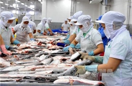 Xuất khẩu cá tra sang Trung Quốc diễn biến khó lường