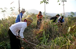 Băn khoăn với cây cao su Tây Bắc - Bài 2 