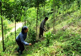 Nhân rộng mô hình tốt phát triển kinh tế rừng