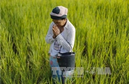 Thái Lan giảm sản lượng lúa gạo niên vụ 2016-2017
