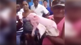 Lợn mặt khỉ ở Cuba hút bước chân du khách