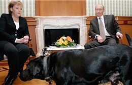 Ông Putin không dùng chó cưng dọa bà Merkel