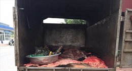 Hưng Yên: Tiêu hủy hơn 1,2 tấn lòng lợn thối 