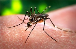 Số ca nhiễm virus Zika tại Mỹ tăng mạnh