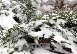 Mưa tuyết xuất hiện nhiều nơi tại Sơn La