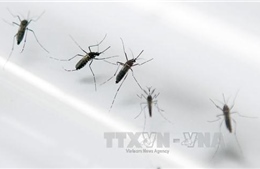 Việt Nam chưa ghi nhận ca mắc bệnh do vi rút Zika 