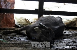 Cao Bằng có hơn 540 con gia súc bị chết rét