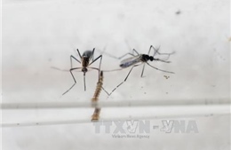 Virus Zika xuất hiện ở New Zealand