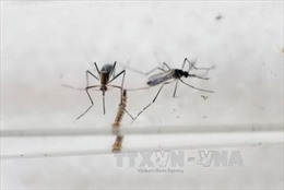 Giám sát phát hiện các trường hợp nghi nhiễm virus Zika