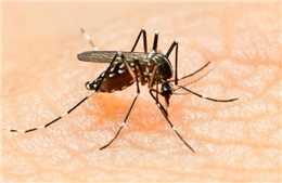 Diệt muỗi để phòng tránh bệnh do vi rút Zika 