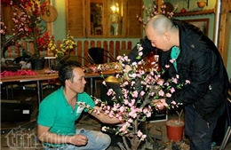 Làm vơi nỗi nhớ hoa đào ở Séc