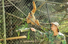 Thợ săn trở thành “cứu tinh” của họ hàng nhà khỉ