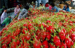 Những nông dân đưa nông sản Việt vươn xa 