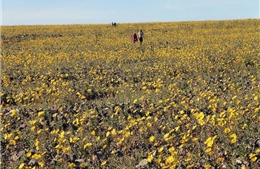 Mỹ: "Thung lũng chết" bất ngờ ngập tràn hoa nở